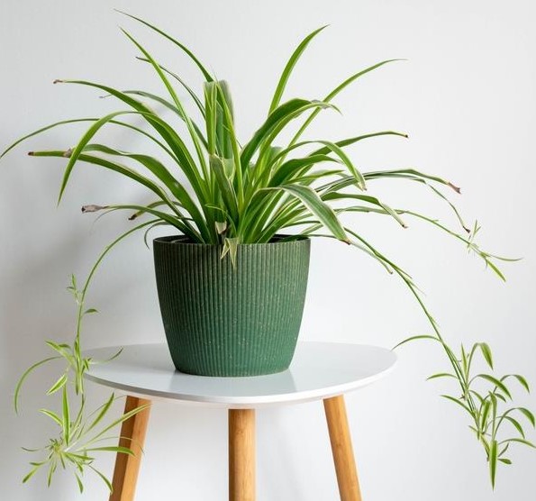 Spider Plant