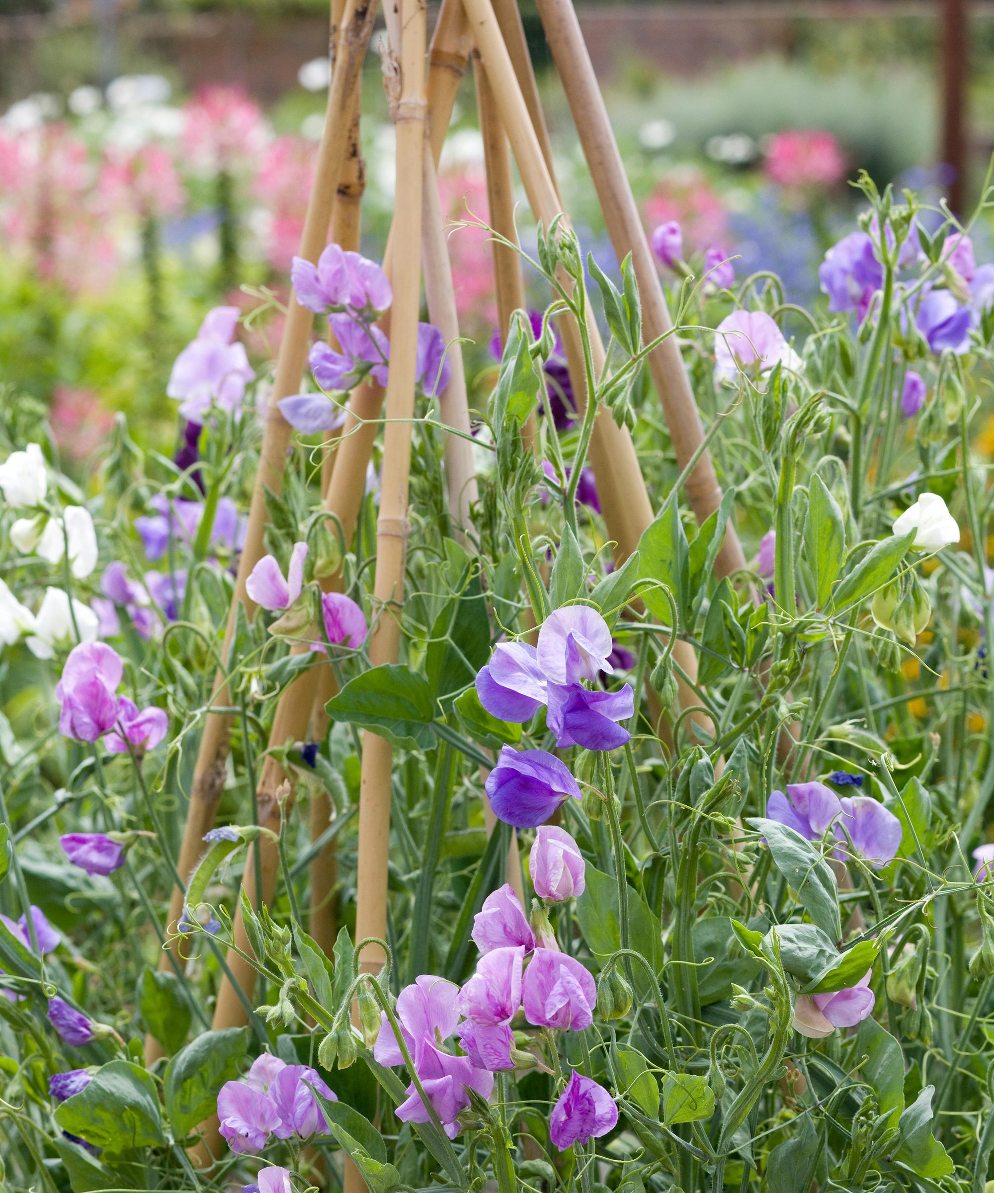 Sweet Pea