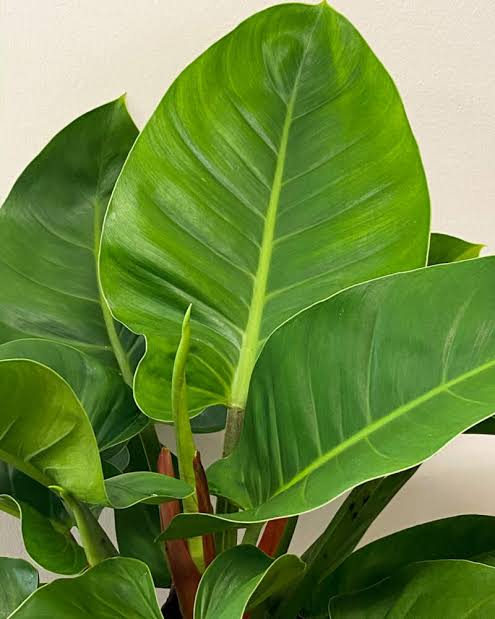 Philodendron 'Imperial Green'