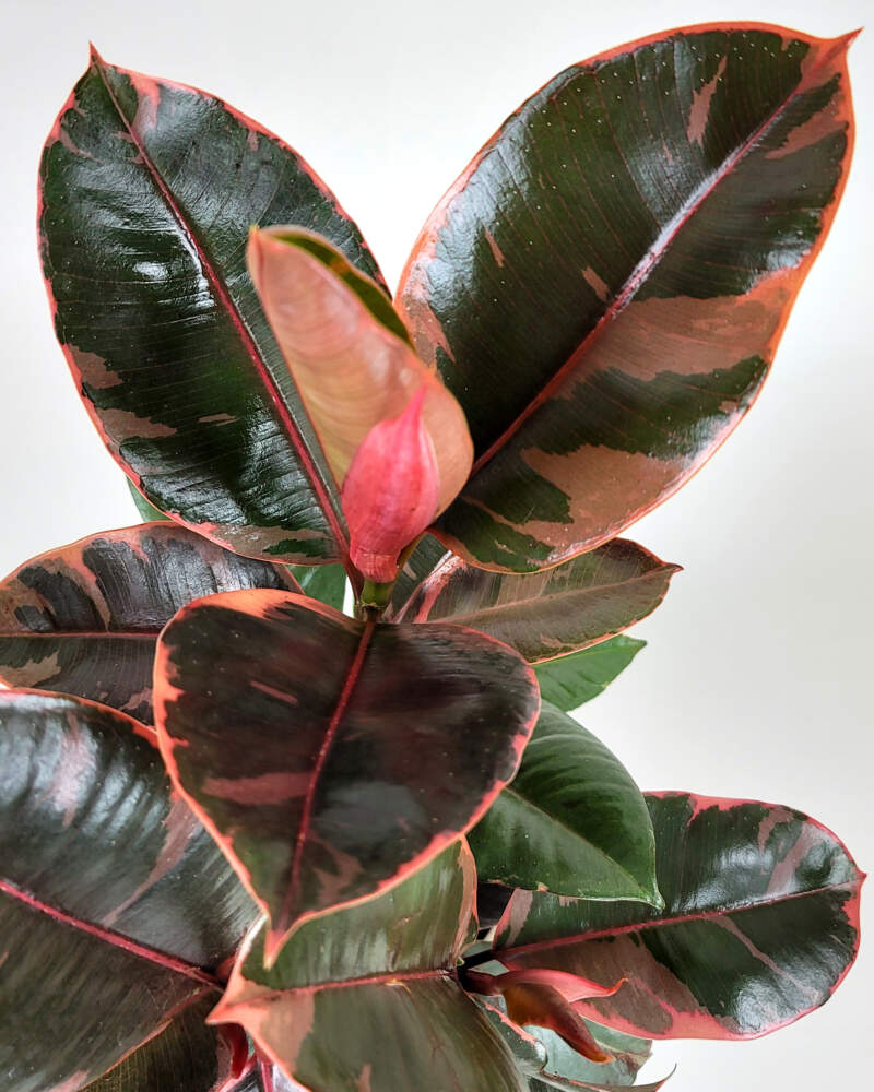 Rubber Plant (Ruby)