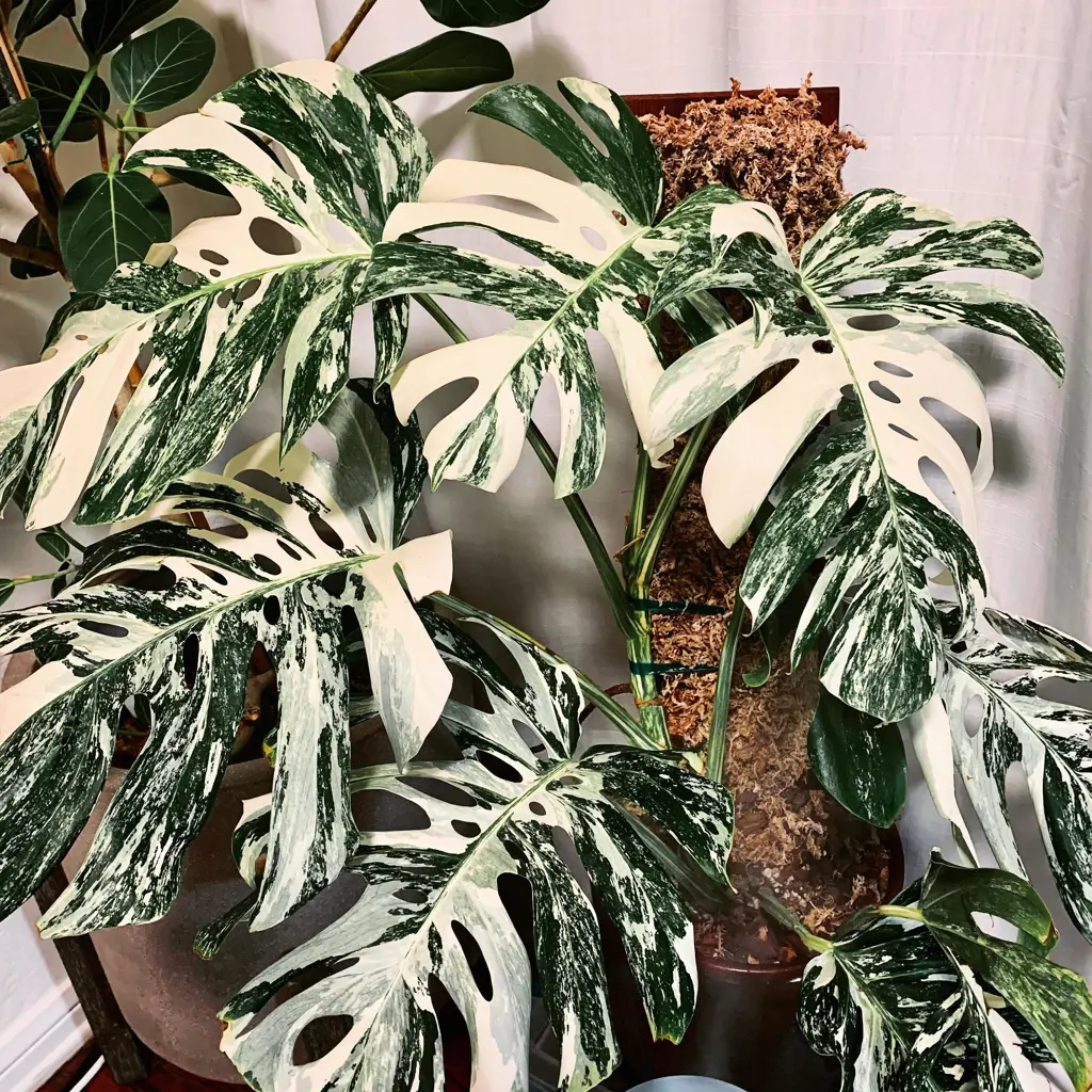 Monstera Deliciosa (Variegated)