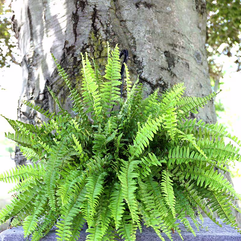 Boston Fern