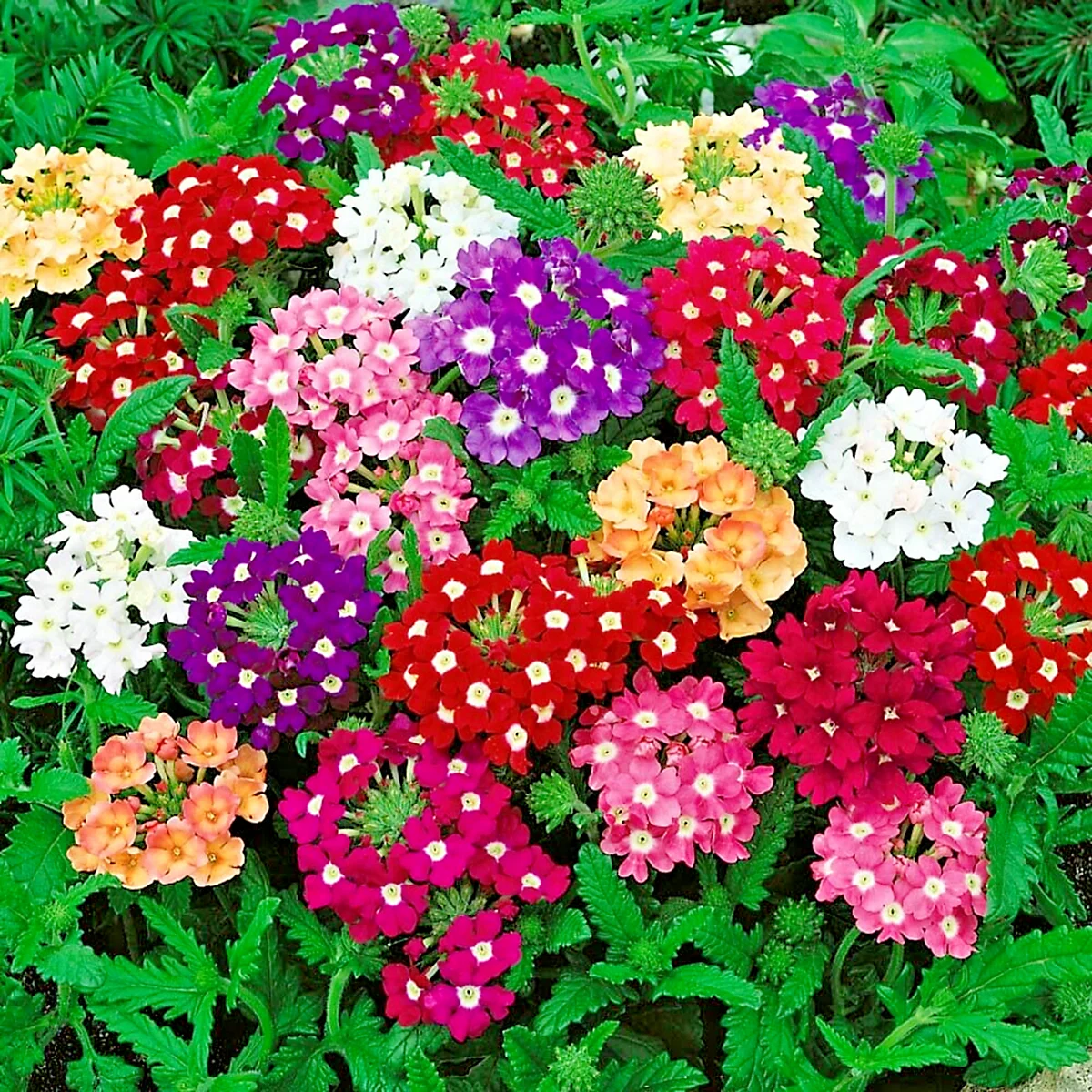 Verbena