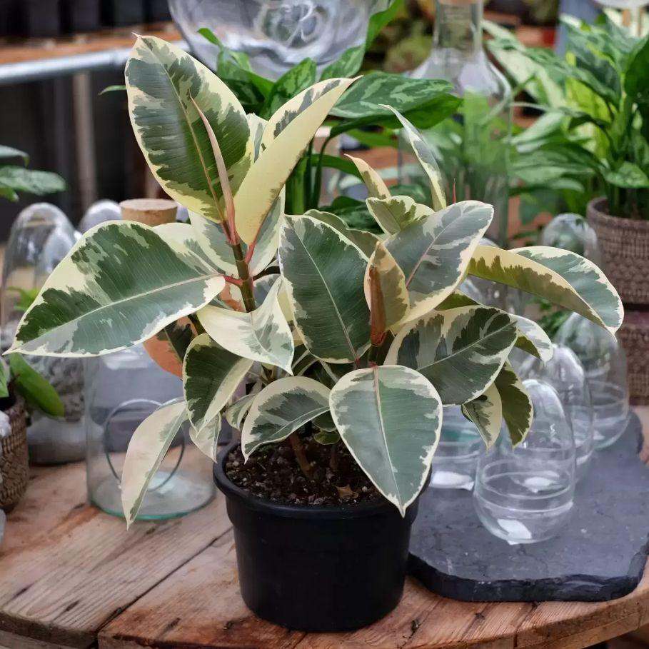 Rubber Plant (Variegated)
