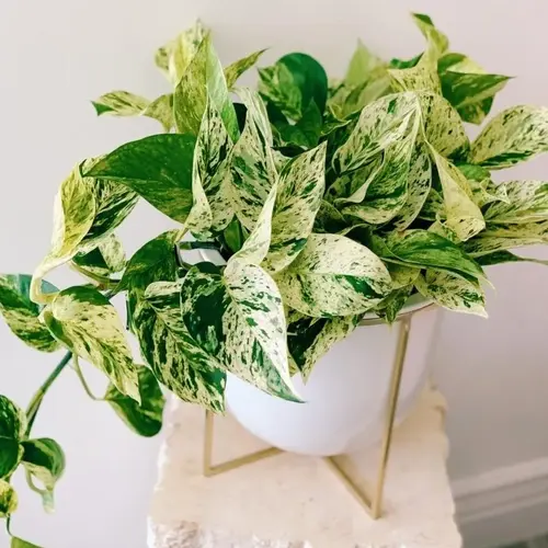 Money Plant (Marble)