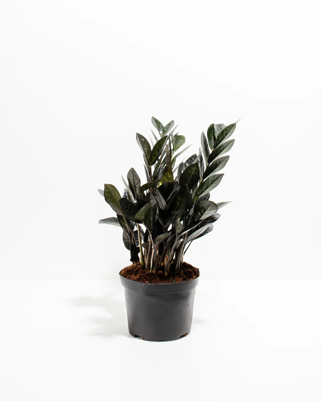 Zz Plant (Black)