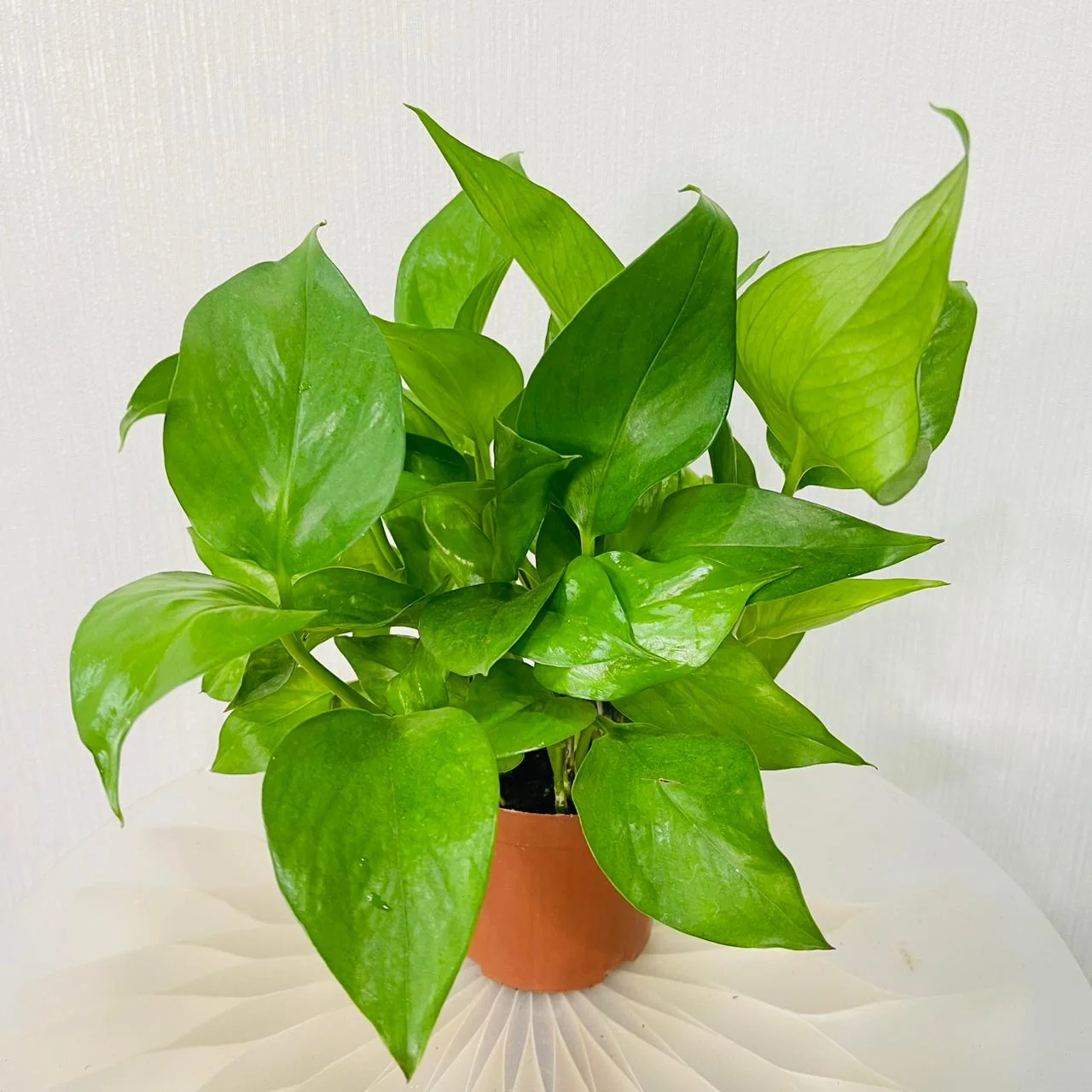 Money Plant (Pothos)