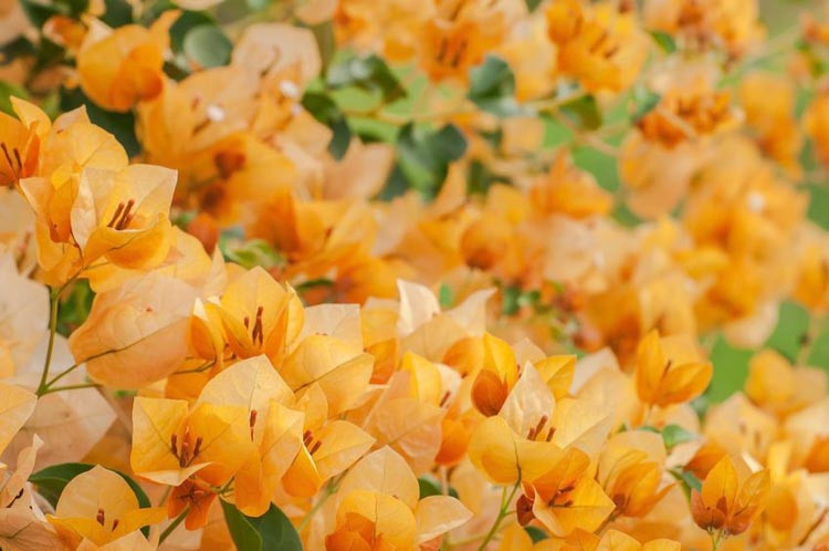 Bougainvillea
