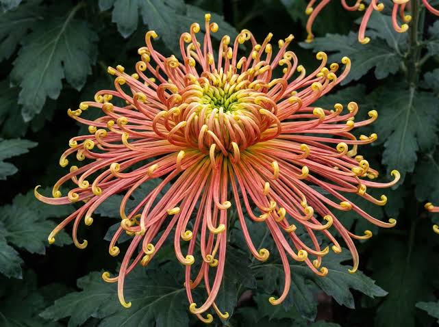Spider Godawari (Chrysanthemum)