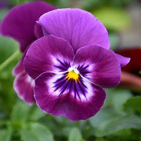 Pansy