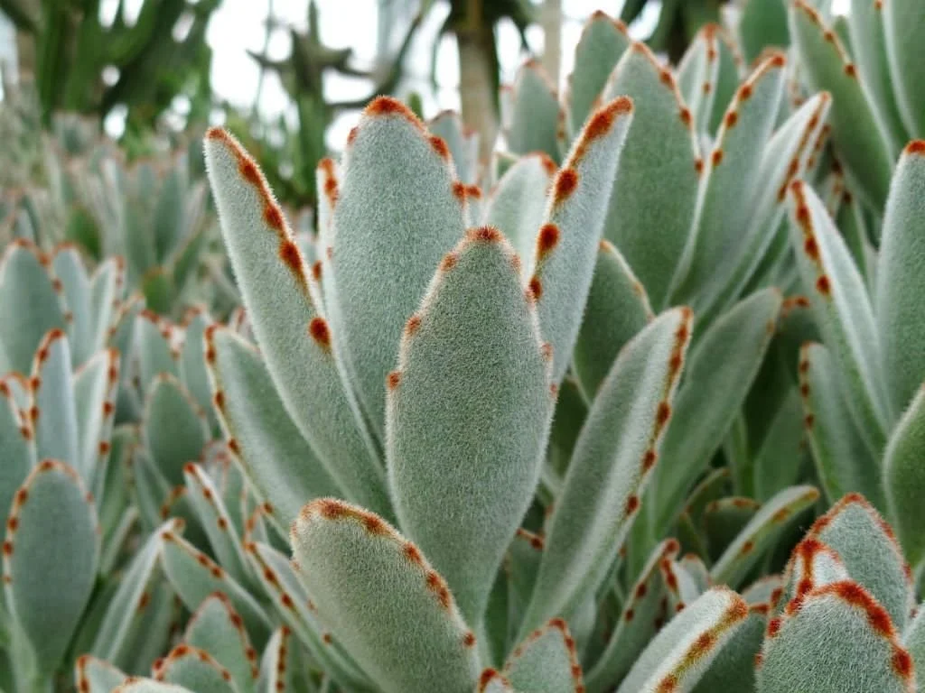 Panda Plant (Kalanchoe tomentosa)
