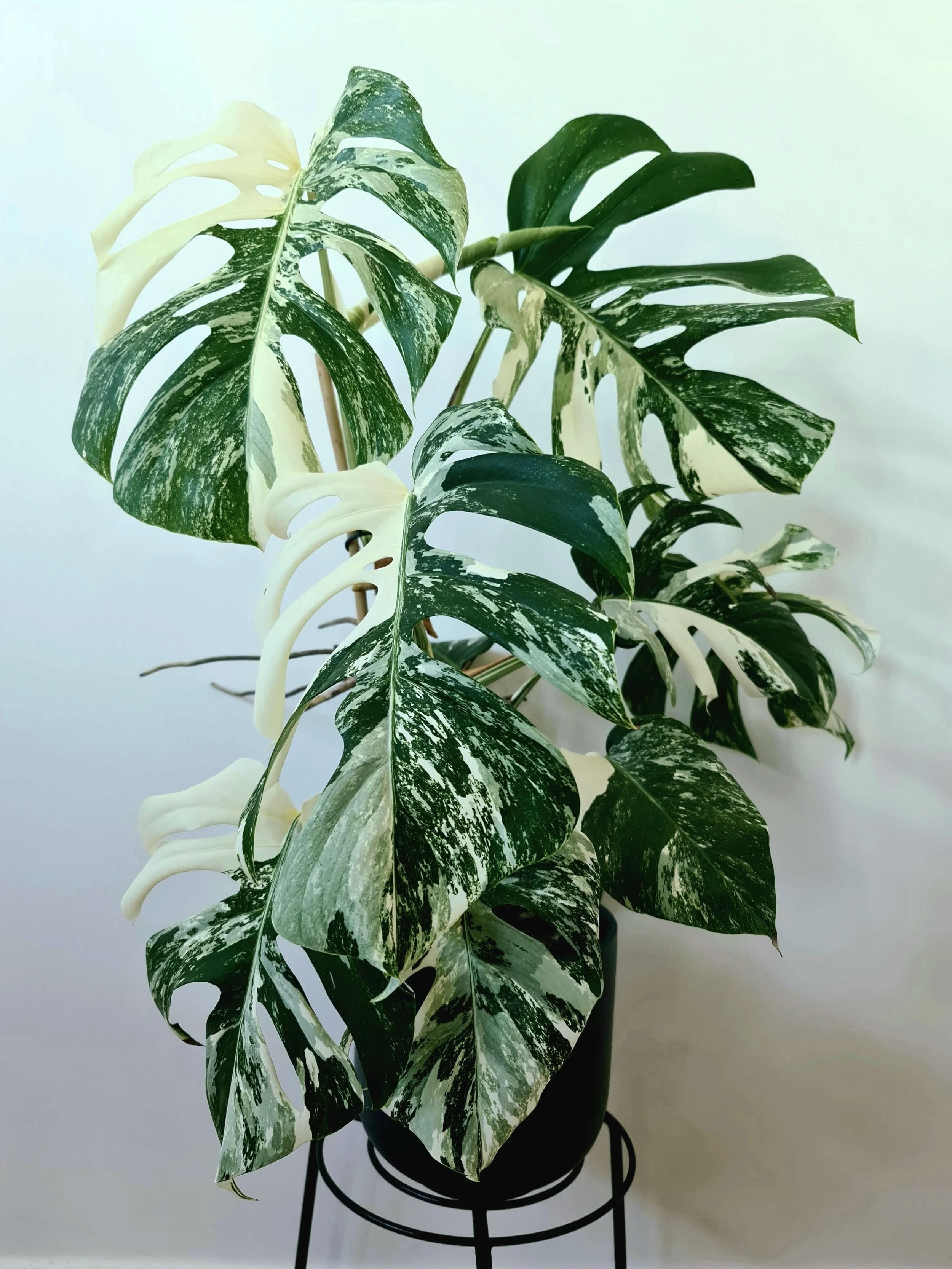 Monstera Deliciosa (Variegated)
