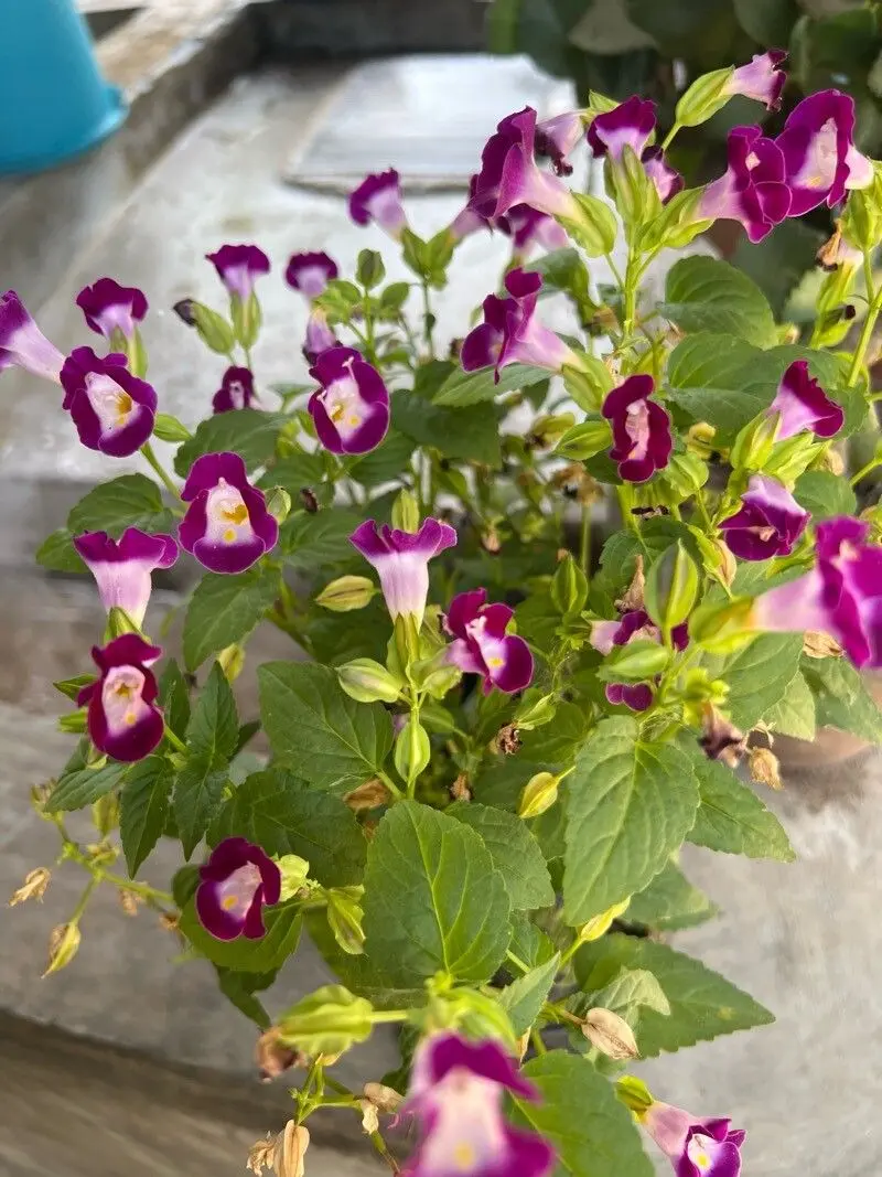 Torenia