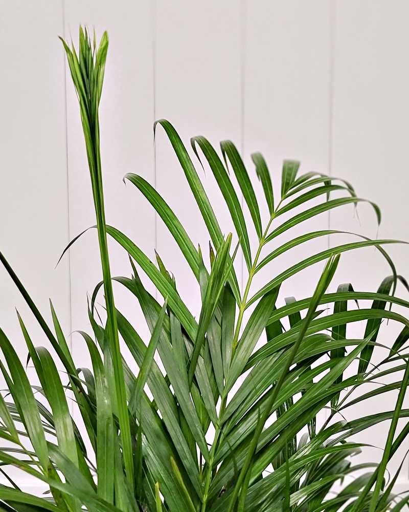 Areca Palm