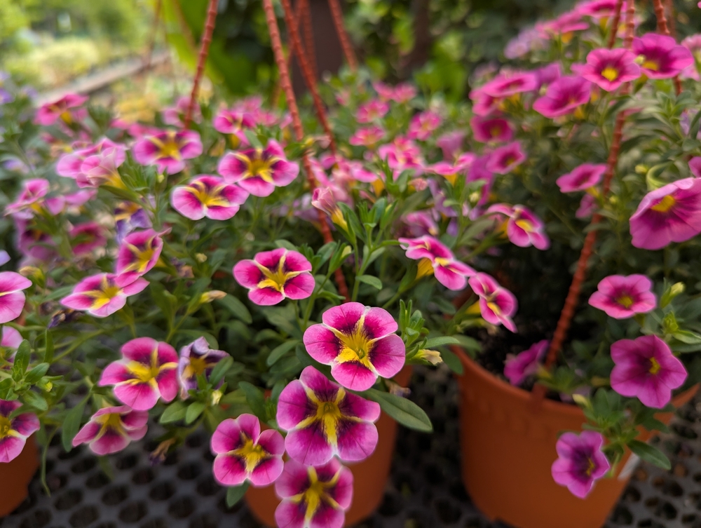 Calibrachoa