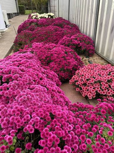 Miniature Godawari (Chrysanthemum)