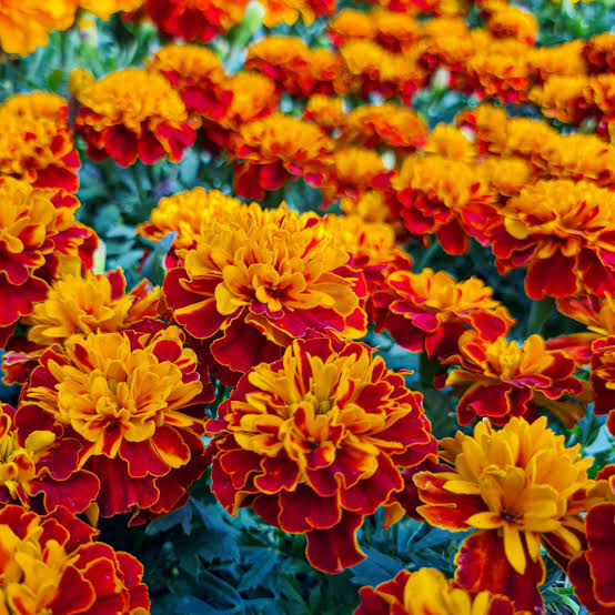 French Marigold