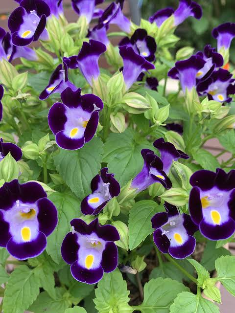 Torenia