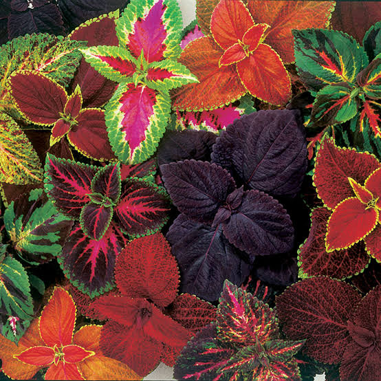 Coleus