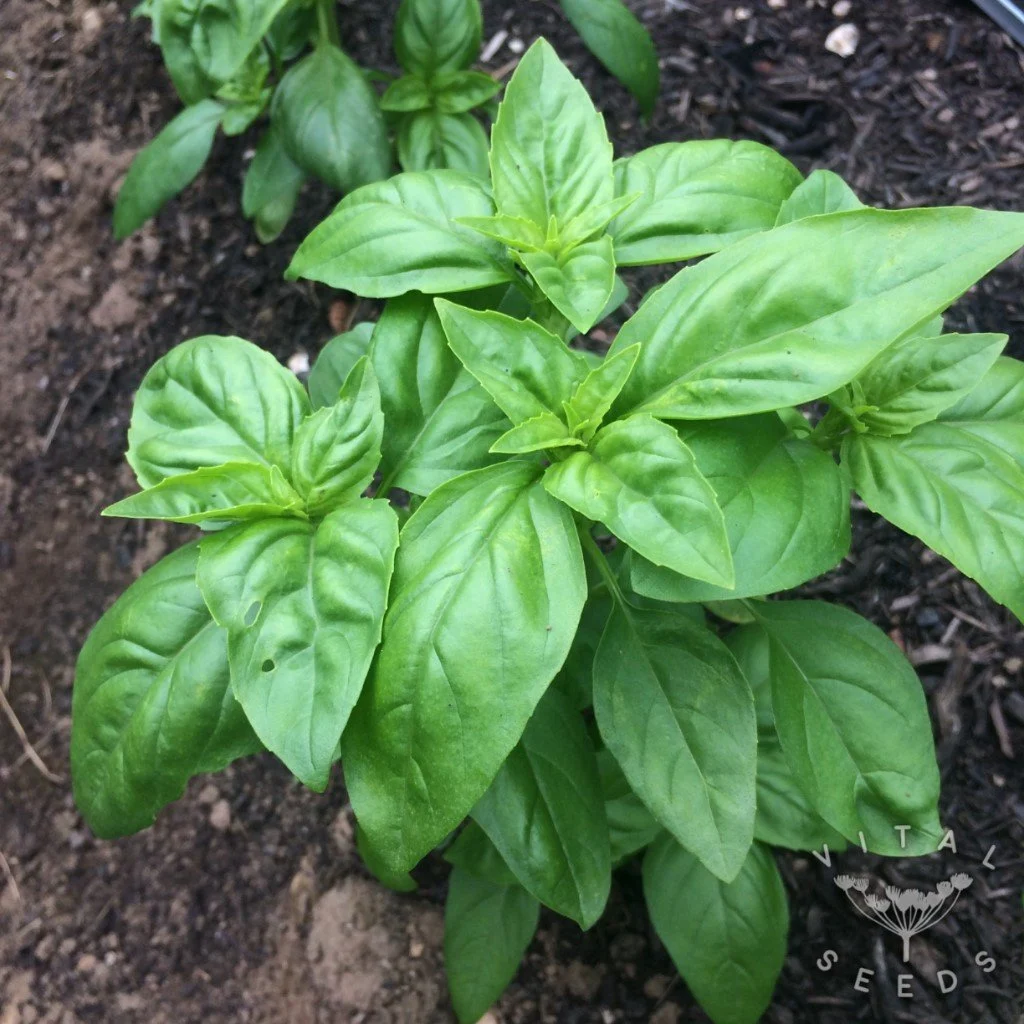 Basil