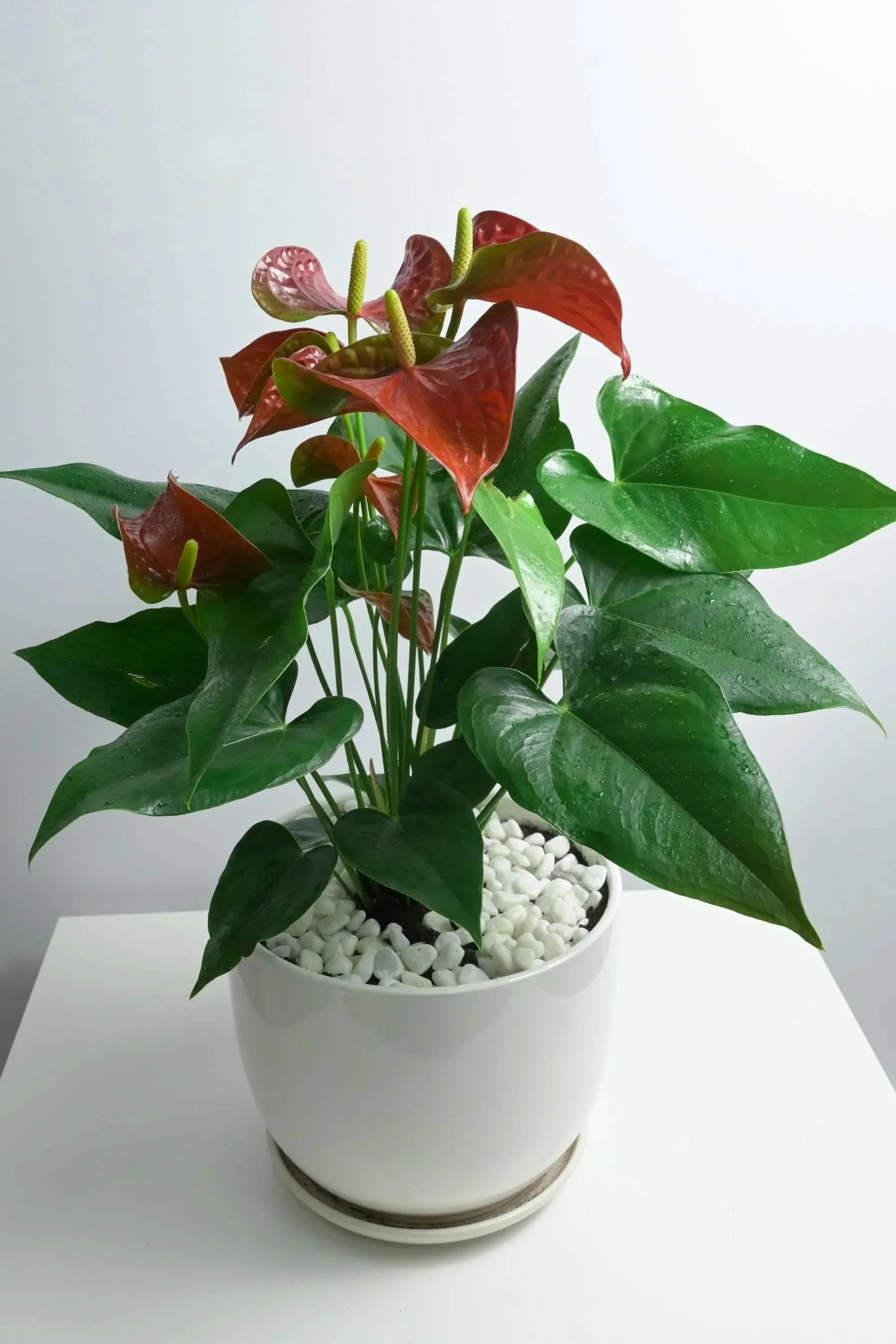 Anthurium
