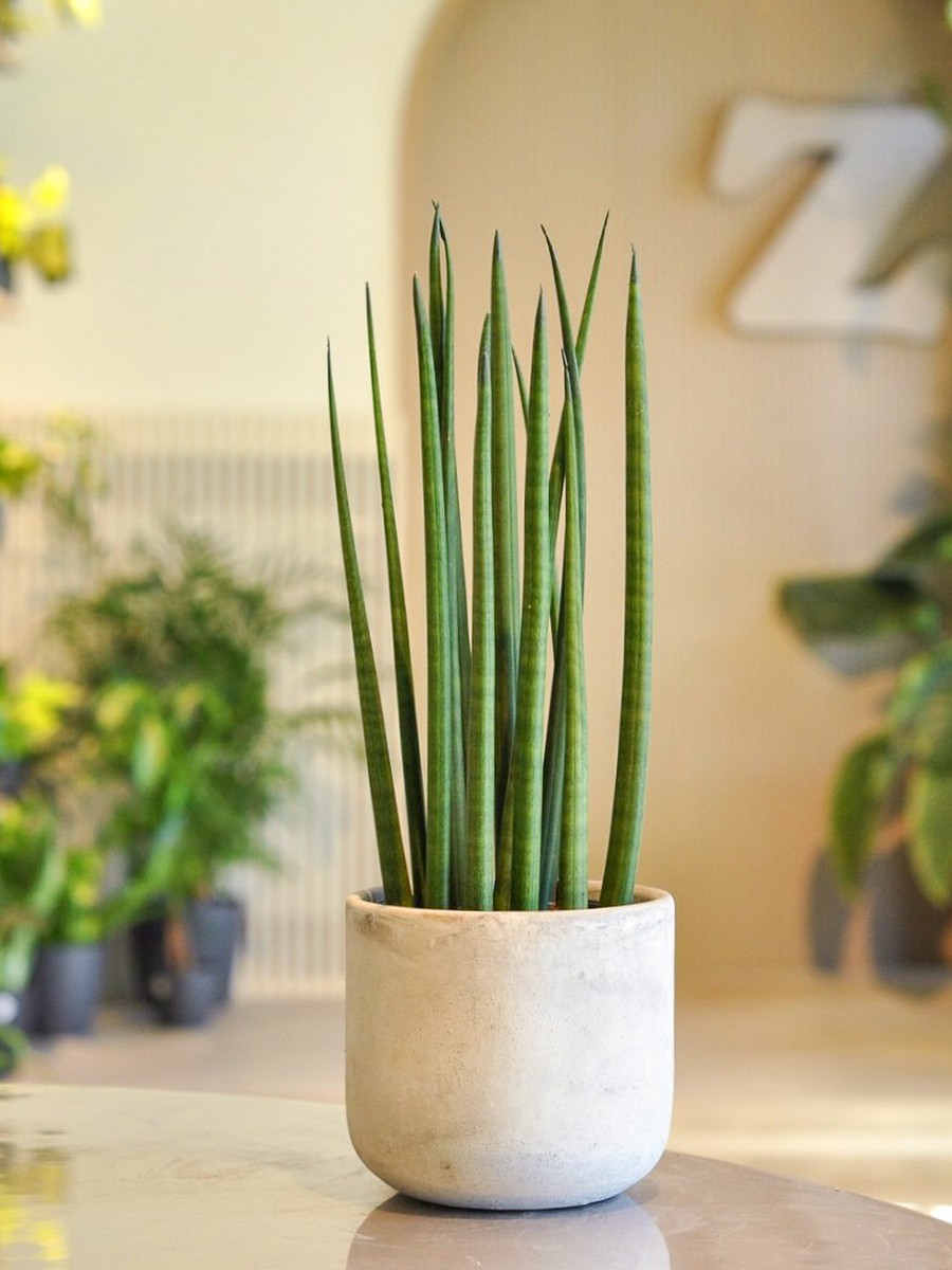 Sansevieria Cylindrica