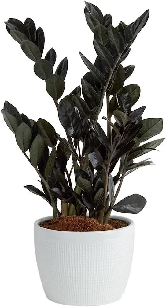 Zz Plant (Black)