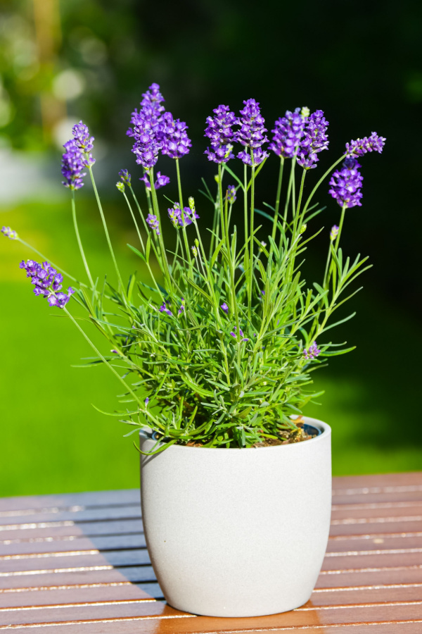 Lavender