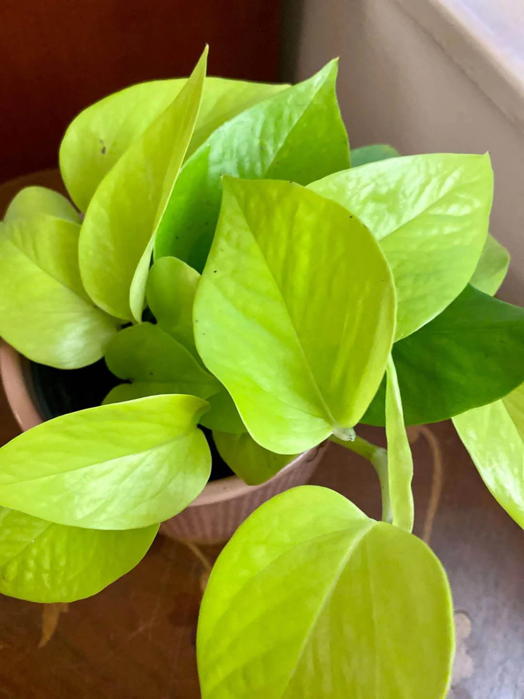 Money plant (neon)