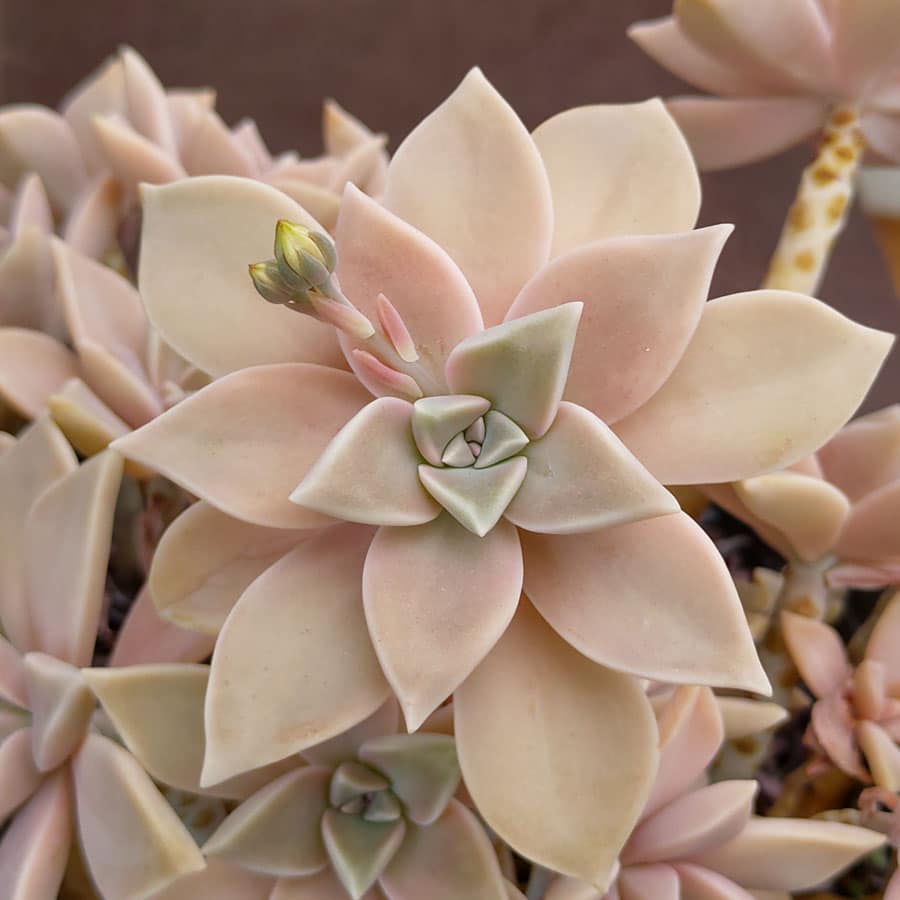 Graptopetalum