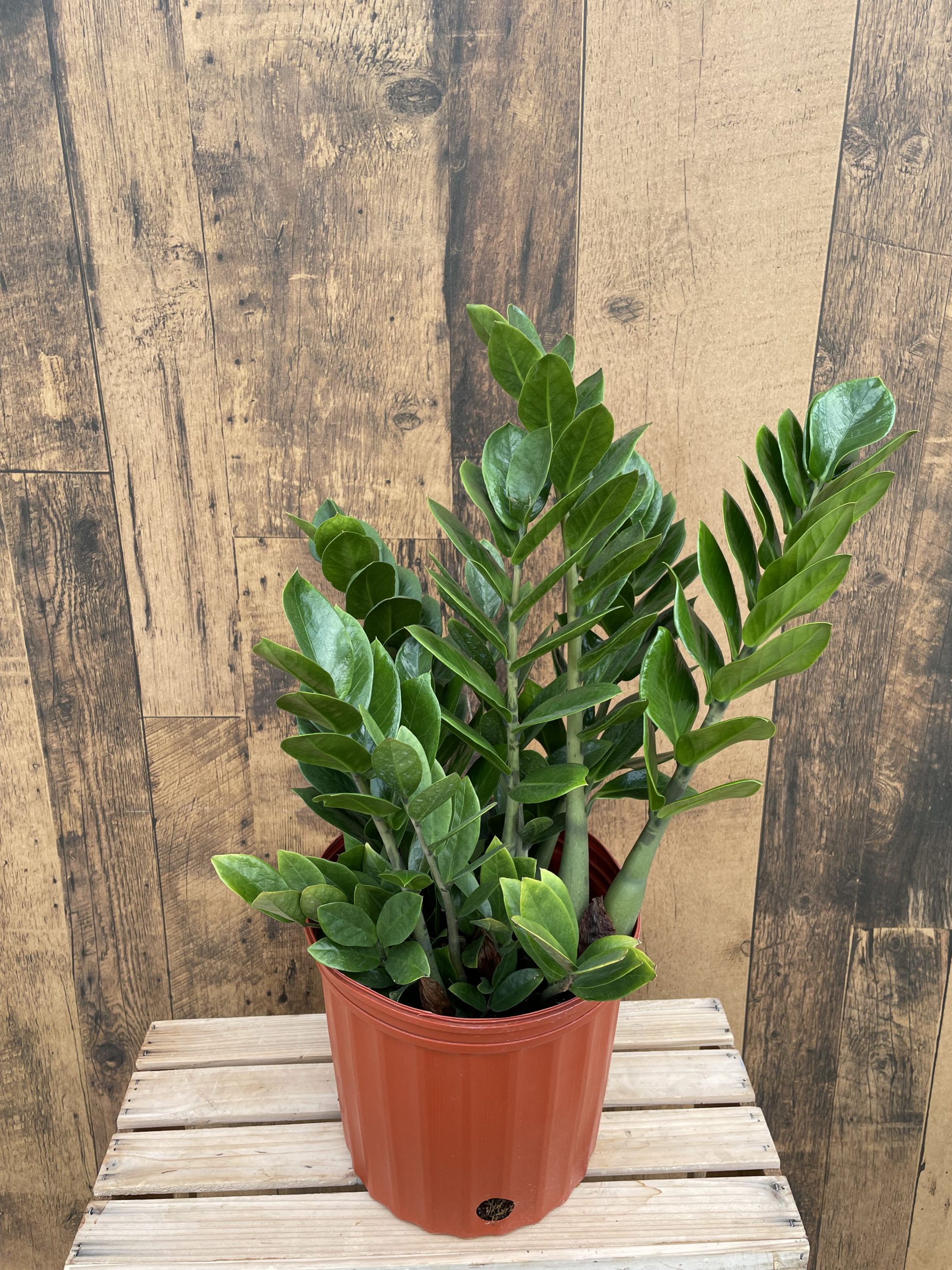 ZZ Plant