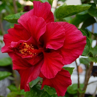 Hibiscus