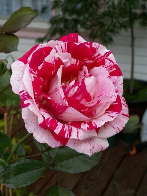 Tiger Rose