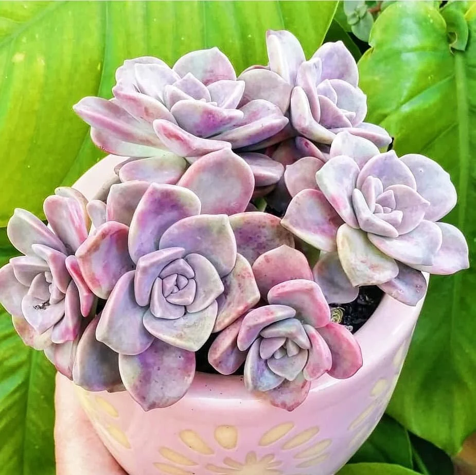 Graptopetalum