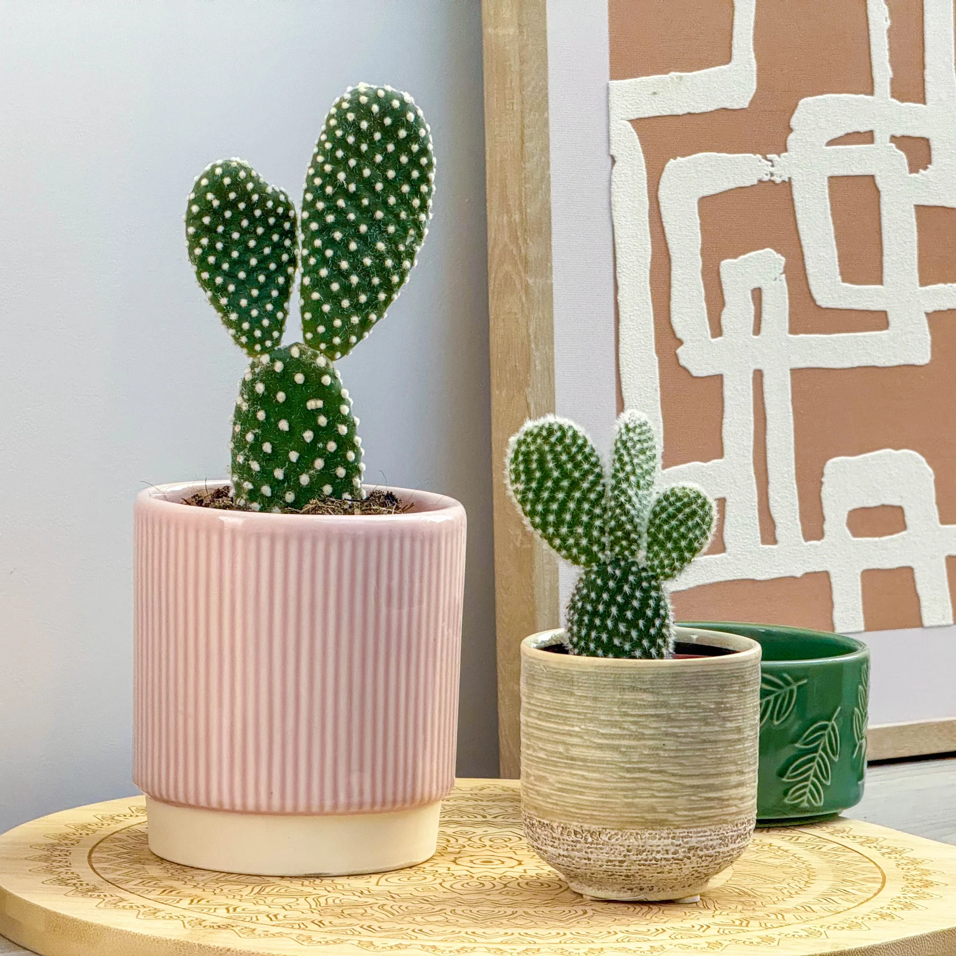 Bunny Ear Cactus