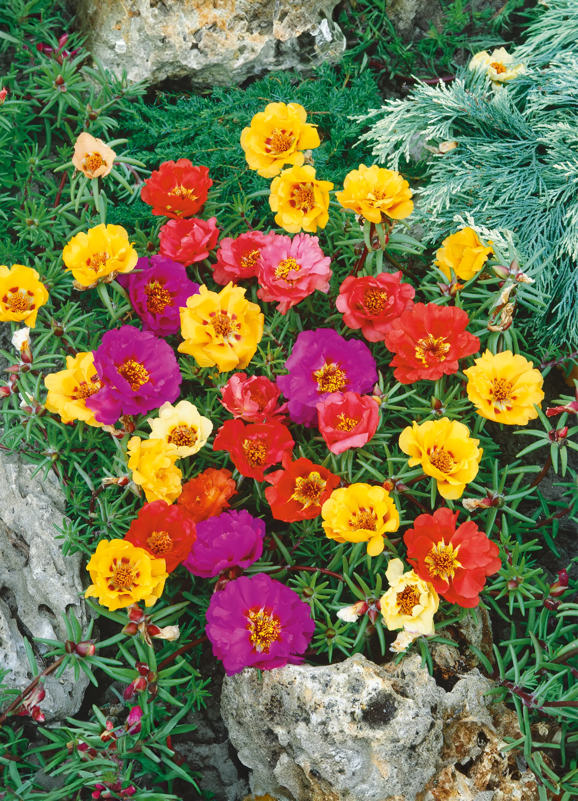 Portulaca