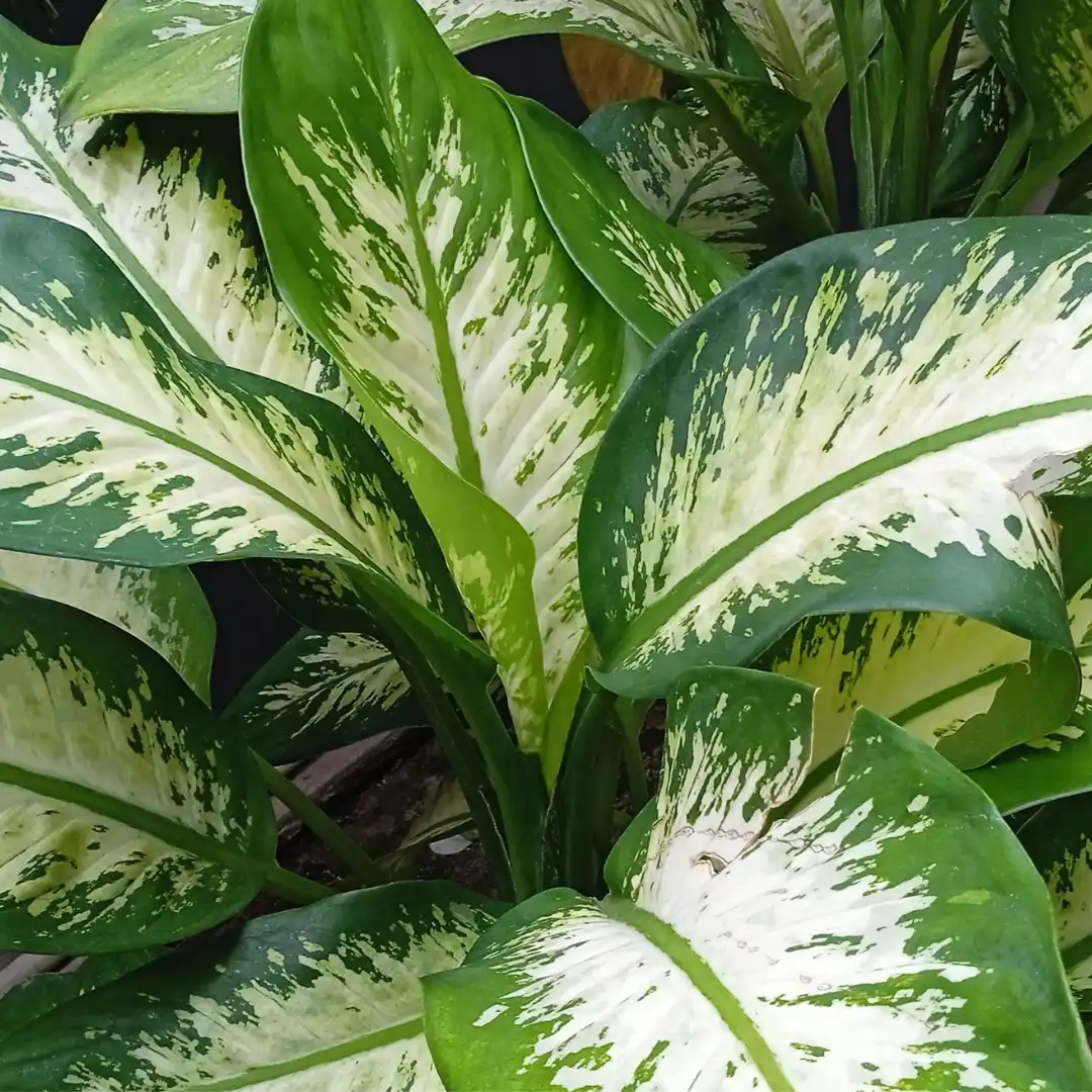 Dieffenbachia