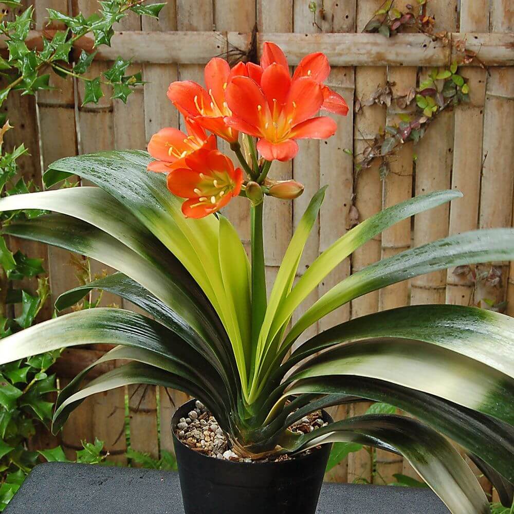 Clivia