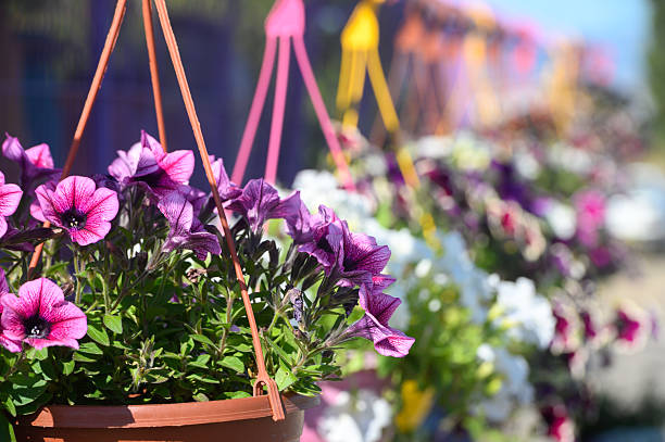 Hanging Petunia