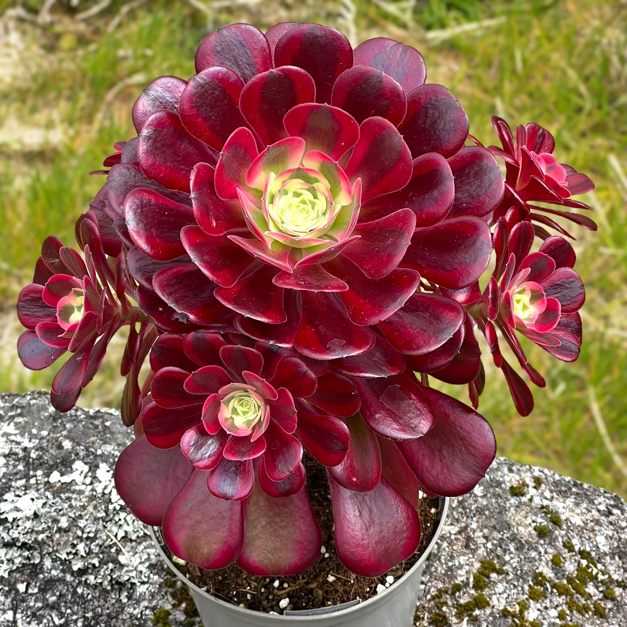 Aeonium