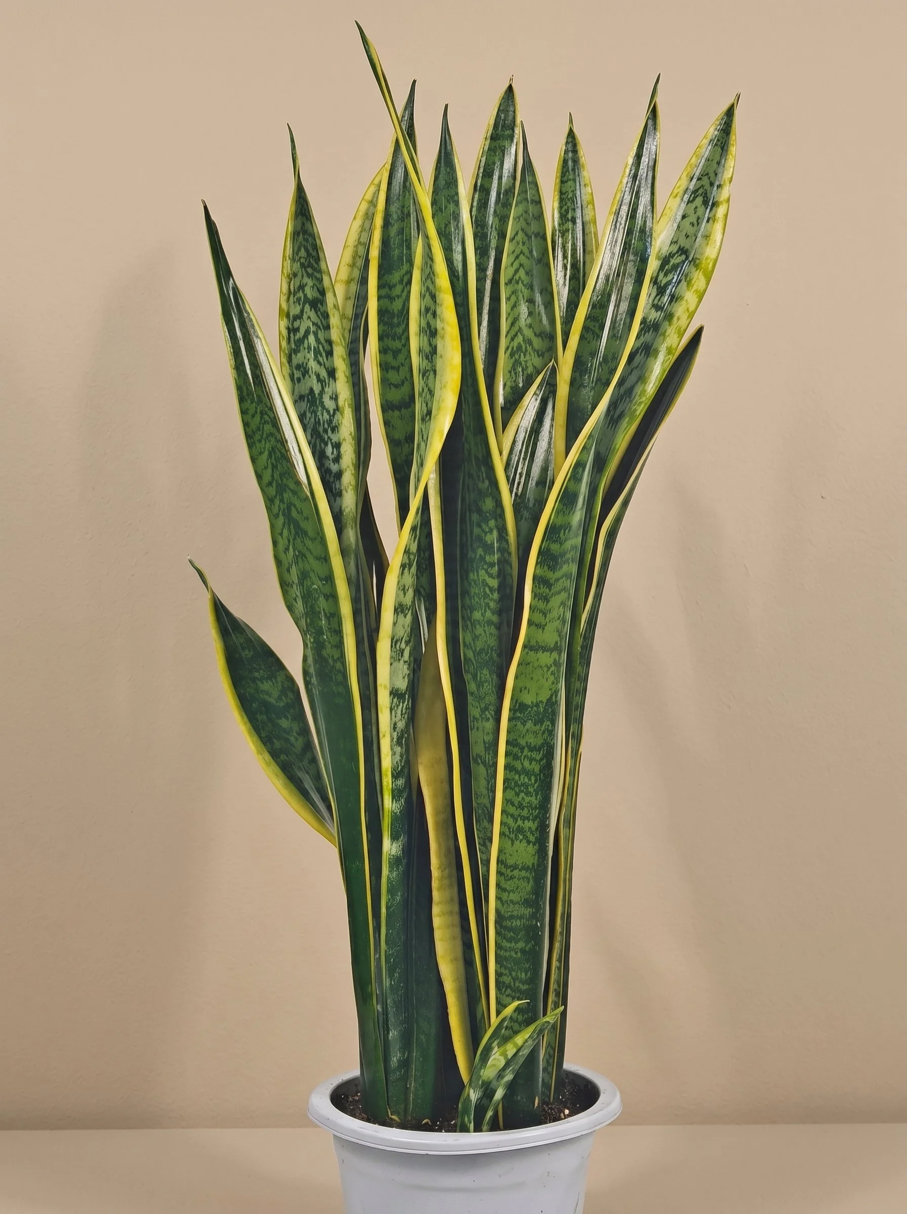 Snake Plant (Variegated)