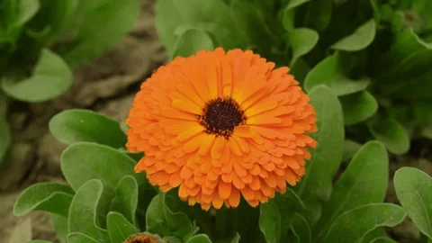 Asarfi (Calendula)
