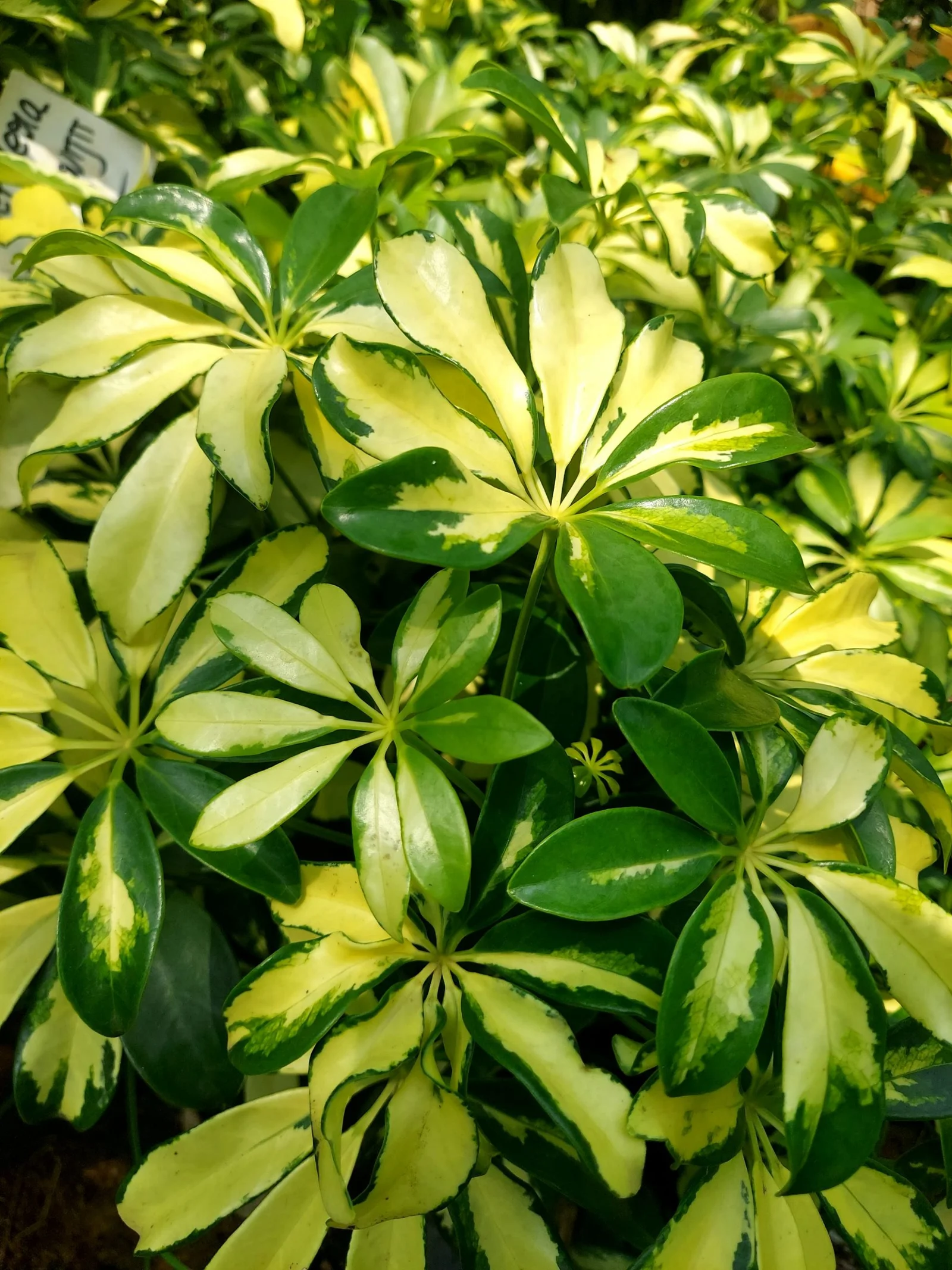 Schefflera 'Variegated'