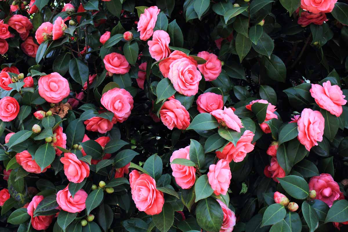 Camellia
