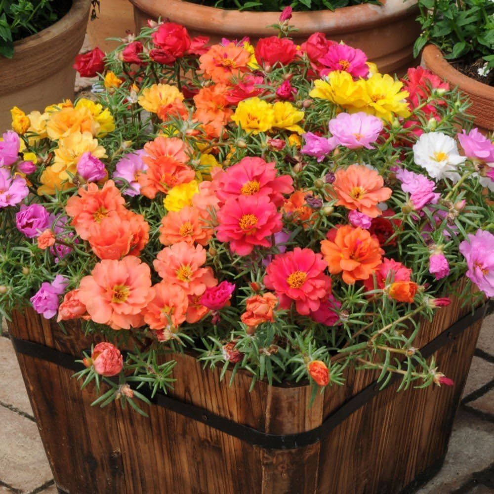 Portulaca