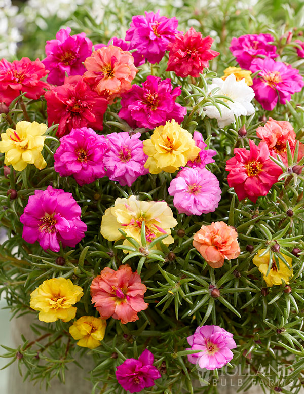 Portulaca