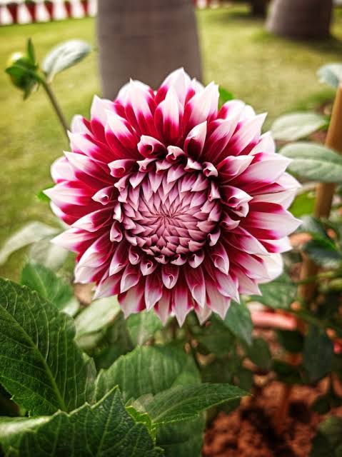 Dahlia (Lahure)