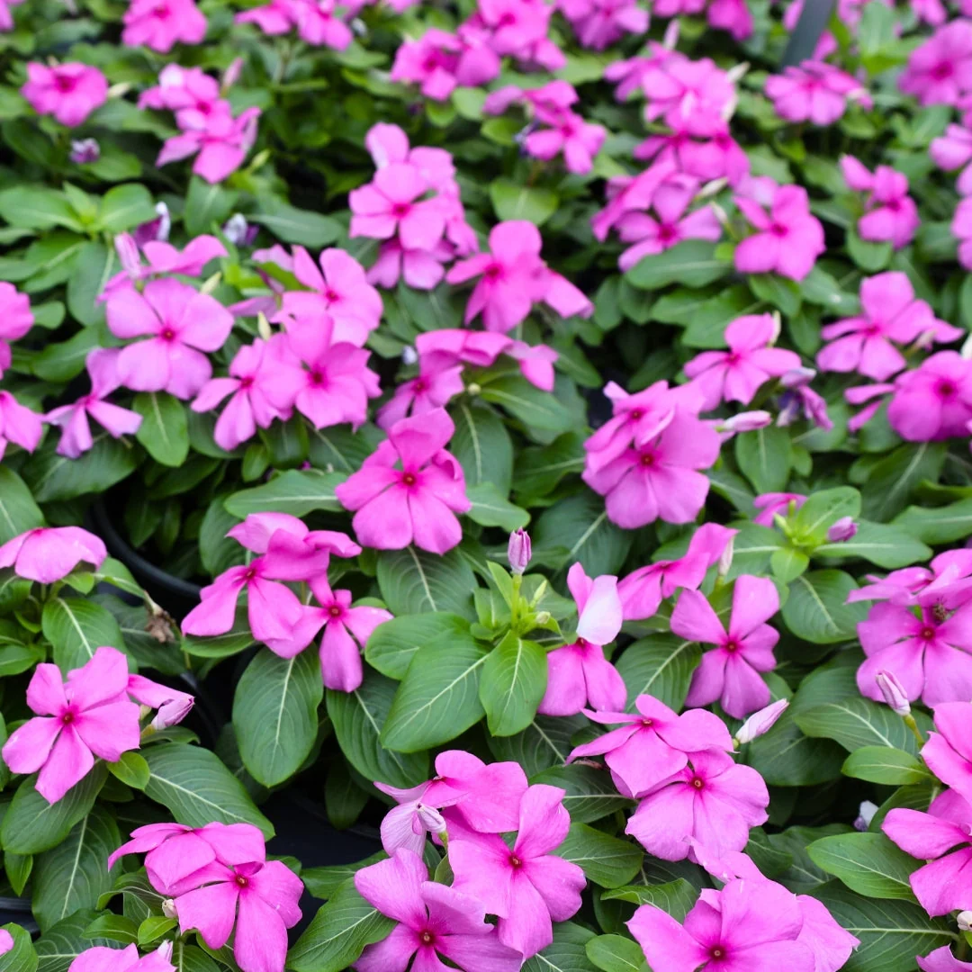 Vinca