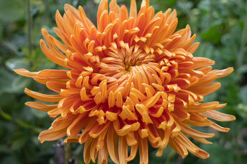 Intermediate Incurve Godwari (Chrysanthemum)