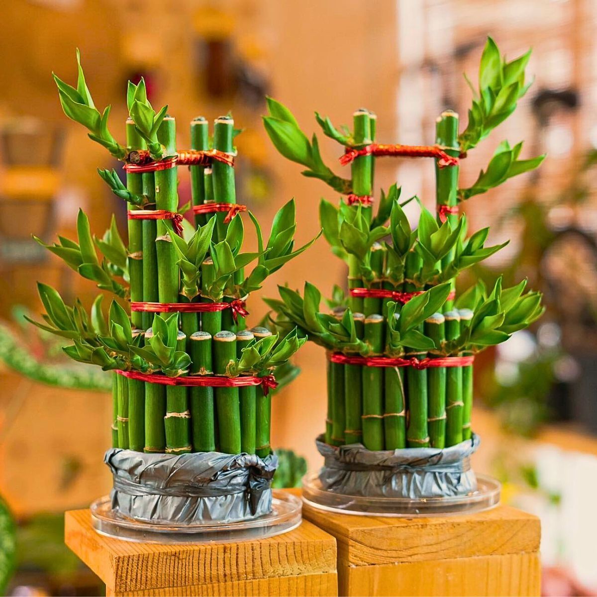 Lucky Bamboo